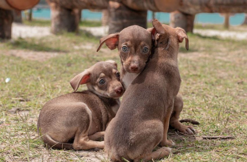 Prefeito JHC cria Gabinete da Causa Animal. Foto: Victor Vercant