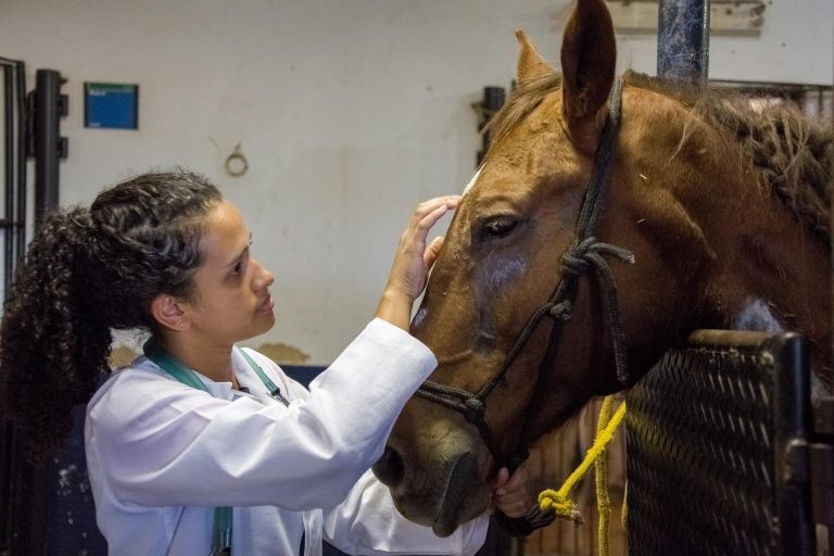 Projeto restringe o ensino remoto nos cursos de veterinária - (Foto: Amália Gonçalves/UnB)