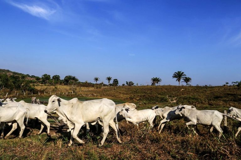 Uma das propriedades será destinada a pecuária - (Foto: Bruno Cecim/Agência Pará)
