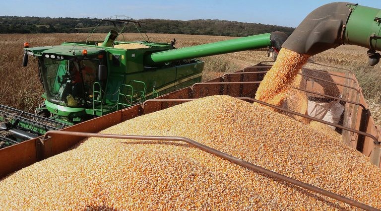 Milho é usado para alimentar animais - (Foto: Divulgação/Governo de Mato Grosso do Sul)