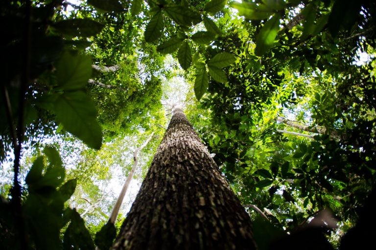 Unidades de conservação são áreas relevantes para preservação da biodiversidade - (Foto: Marcelo Camargo/Agência Brasil)