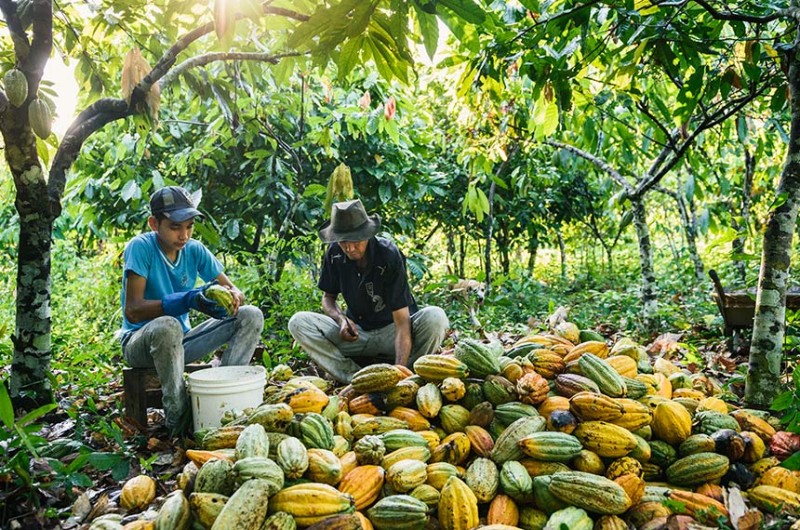 O Brasil é o sétimo produtor mundial de cacau com safras em torno de 200 mil toneladas