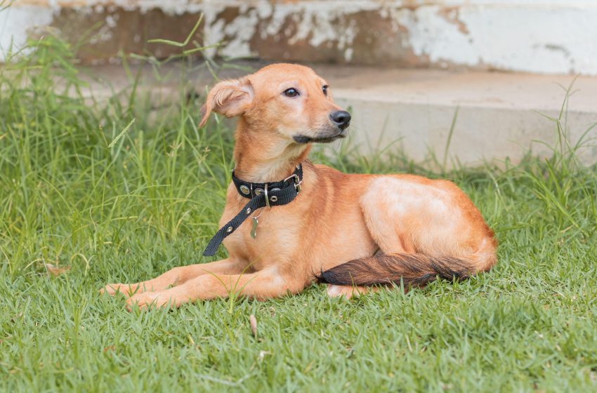 Cadastramento será importante para aprimoramento e criação dos projetos coordenados pelo Gabinete da Causa Animal. Foto: Victor Vercant/Ascom SMS