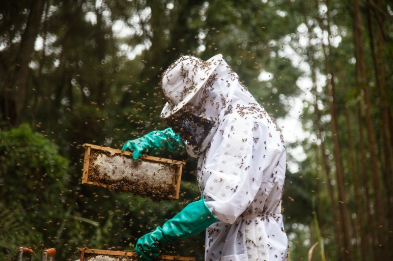 © Divulgação/Suzano