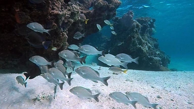 45% do pescado produzidos no País são retirados da área da Amazônia Azul - (Foto: Divulgação/Marinha do Brasil)