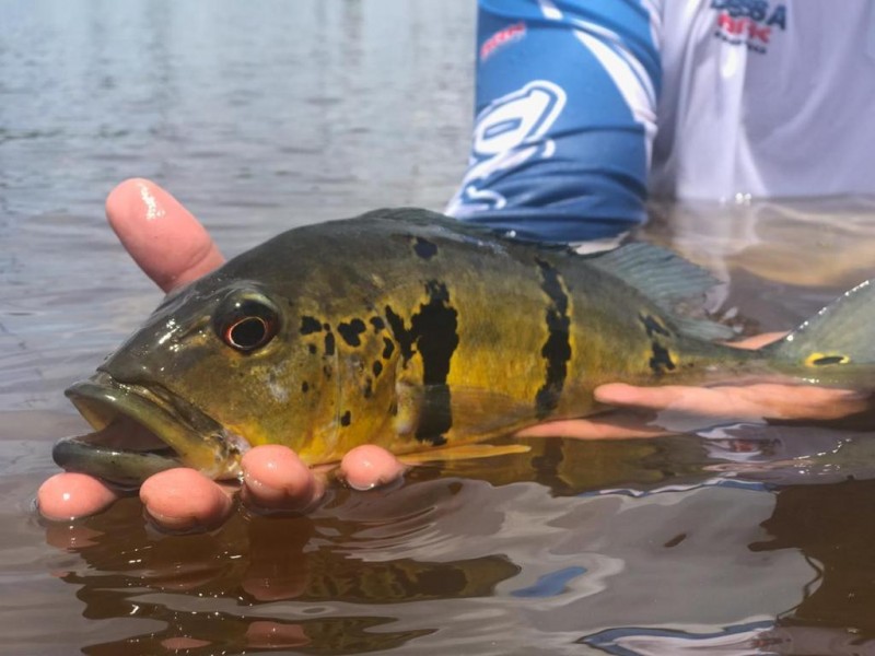 pesca esportiva no Amazonas