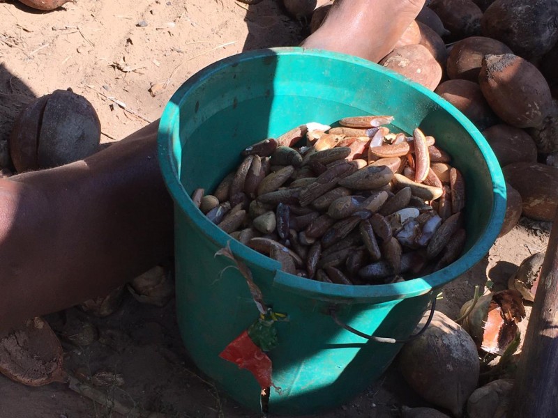 produção de babaçu no Maranhão