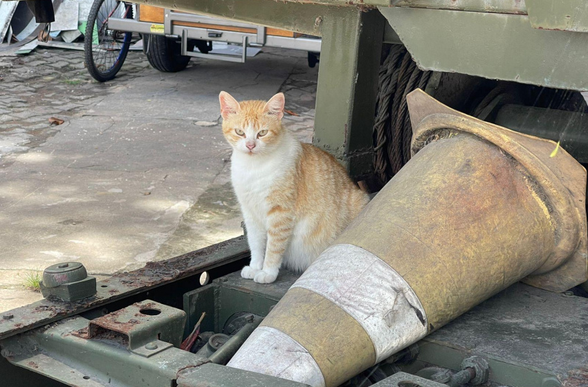 Equipe do Gabinete da Causa Animal vistoriou situação dos animais no Vergel do Lago. Foto: Ascom GGI-CA
