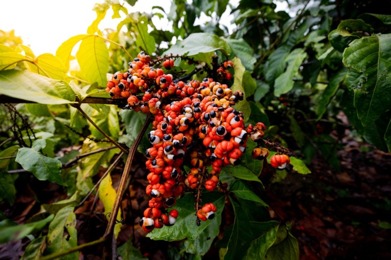 Banco Ativo de Guaraná, da Embrapa Amazônia Ocidental