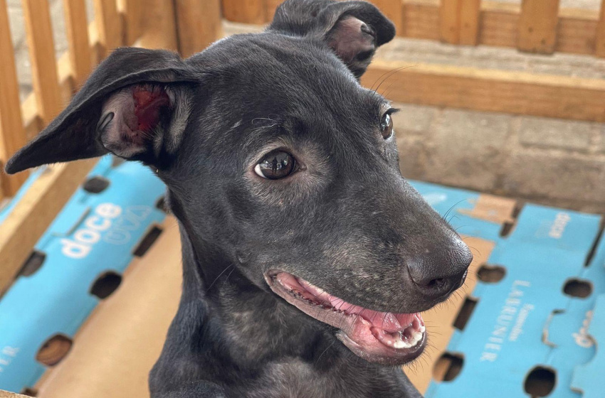 Cães e gatos vão estar presente na Feira de Adoção da Prefeitura de Maceió. Foto: Ascom GGI-CA