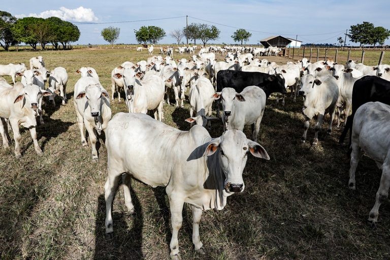 Produtores reclamam que a pecuária pode ser prejudicada pelo zoneamento - (Foto: Tchélo Figueiredo/Governo do MT)