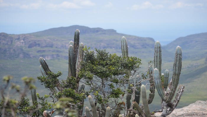 Vegetação em Palmeiras (BA). Crédito: Gleidson Santos/MTur Destinos
