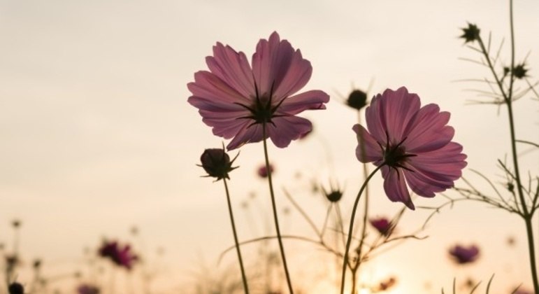 Foto: Reprodução da Internet