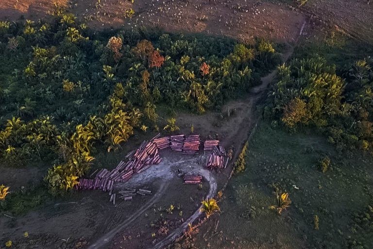 Lideranças denunciam a ação de madeireiros na região sudoeste do Pará - (Foto: Ronan Frias/Governo do Pará)