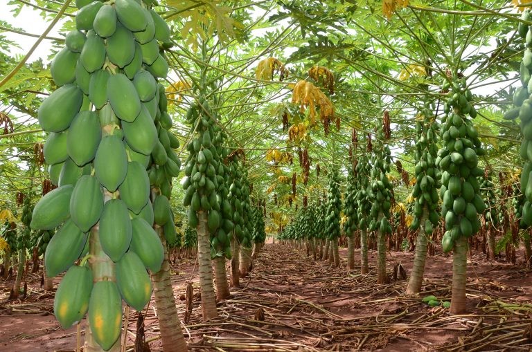 Bioinsumos visam substituir agrotóxicos nas plantações - (Foto: Helton Ribeiro/Incra-SP)