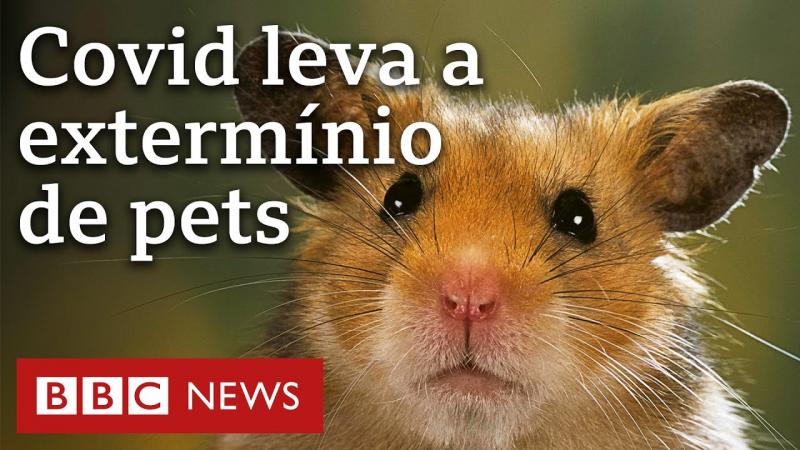 O lugar que está sacrificando 2 mil hamsters por causa da covid